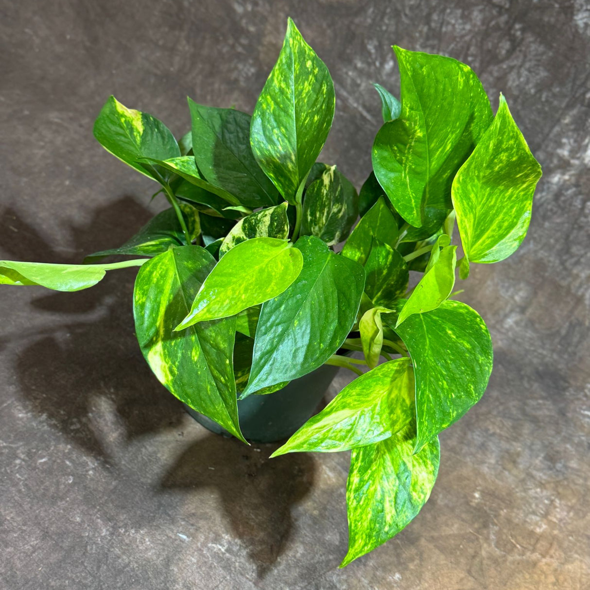 Golden Pothos in 4" Grow Pot – Epipremnum Aureum – Vining Houseplant – Air-Purifying Plant – Easy Care Hanging Pothos – Indoor Climbing Vine Plant