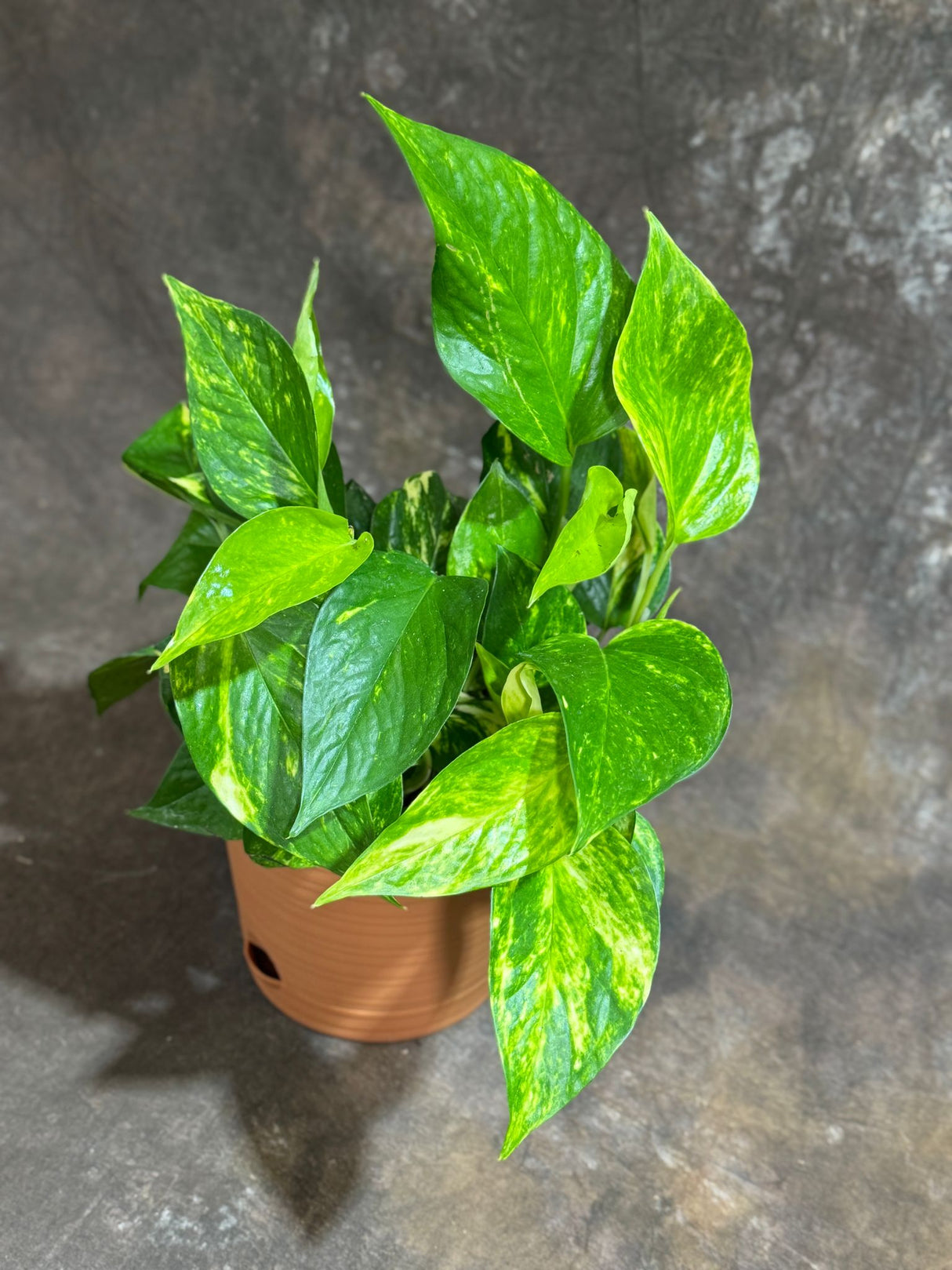 Golden Pothos in 4" Decorative Pot – Epipremnum Aureum – Vining Houseplant – Air-Purifying Plant – Easy Care Hanging Pothos – Indoor Climbing Vine Plant