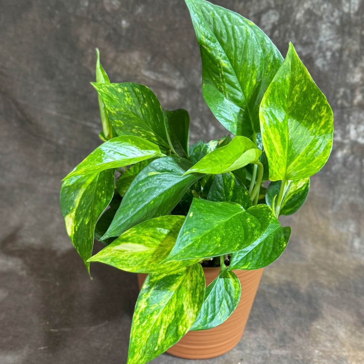 Golden Pothos in 4" Decorative Pot – Epipremnum Aureum – Vining Houseplant – Air-Purifying Plant – Easy Care Hanging Pothos – Indoor Climbing Vine Plant