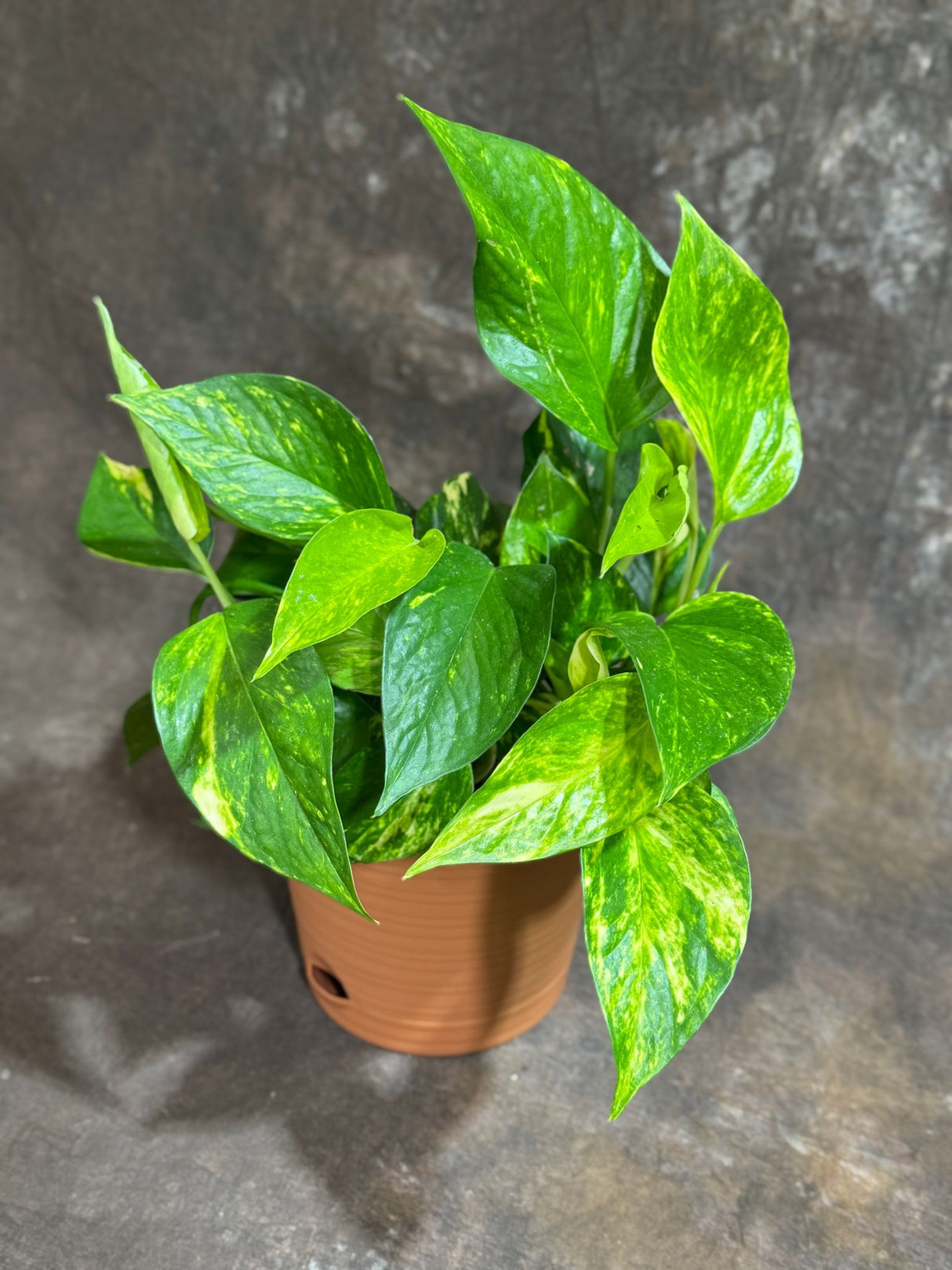 Golden Pothos in 4" Decorative Pot – Epipremnum Aureum – Vining Houseplant – Air-Purifying Plant – Easy Care Hanging Pothos – Indoor Climbing Vine Plant