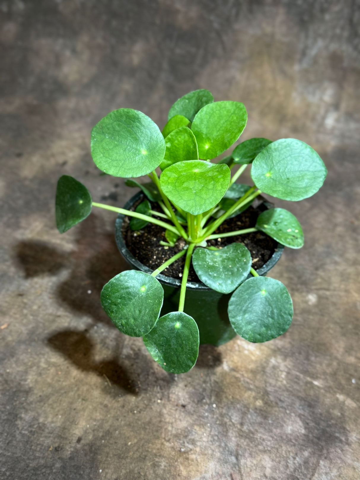 Chinese Money Plant in a 4" Grow Pot - Pilea Peperomioides - Money Plant - Low Light Indoor Houseplants - Lucky Coin Plant - Air Purifier