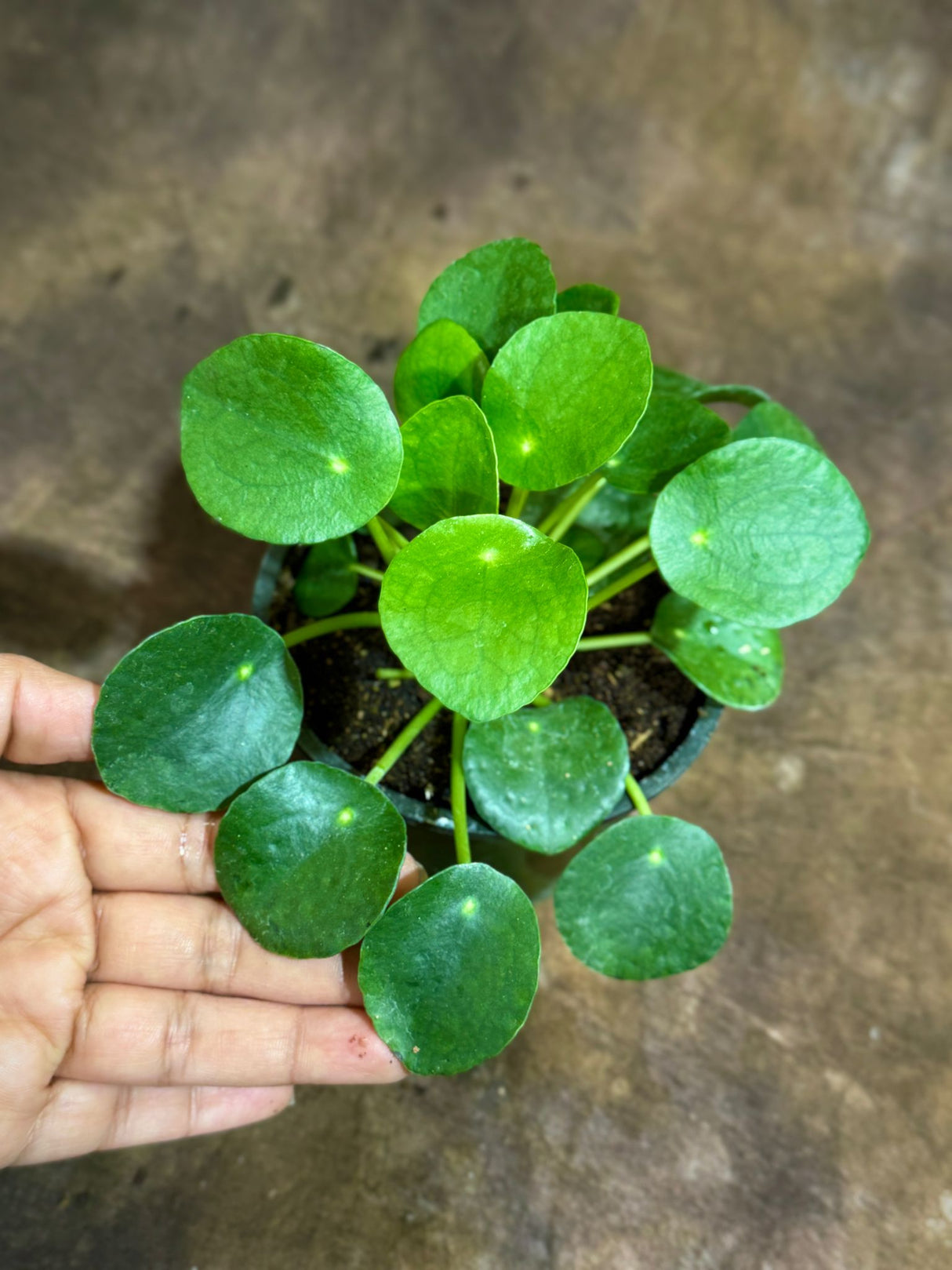 Chinese Money Plant in a 4" Grow Pot - Pilea Peperomioides - Money Plant - Low Light Indoor Houseplants - Lucky Coin Plant - Air Purifier