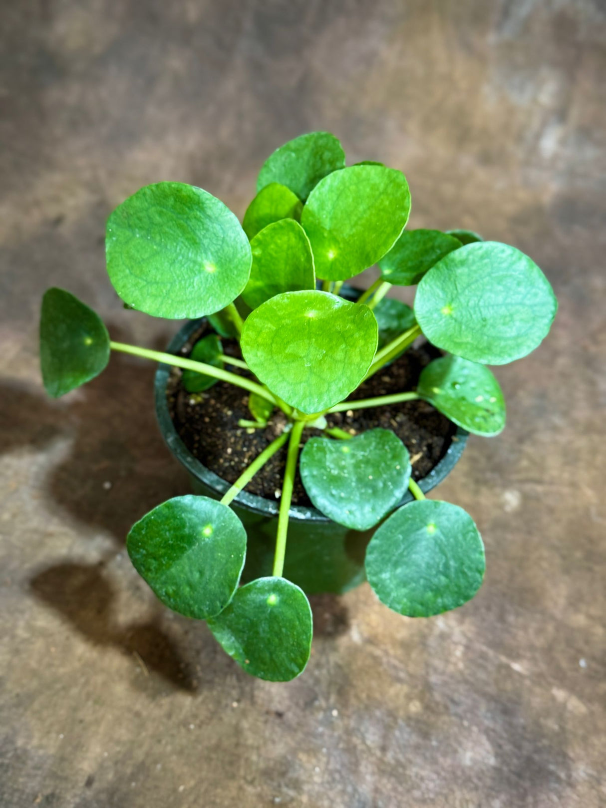 Chinese Money Plant in a 4" Grow Pot - Pilea Peperomioides - Money Plant - Low Light Indoor Houseplants - Lucky Coin Plant - Air Purifier