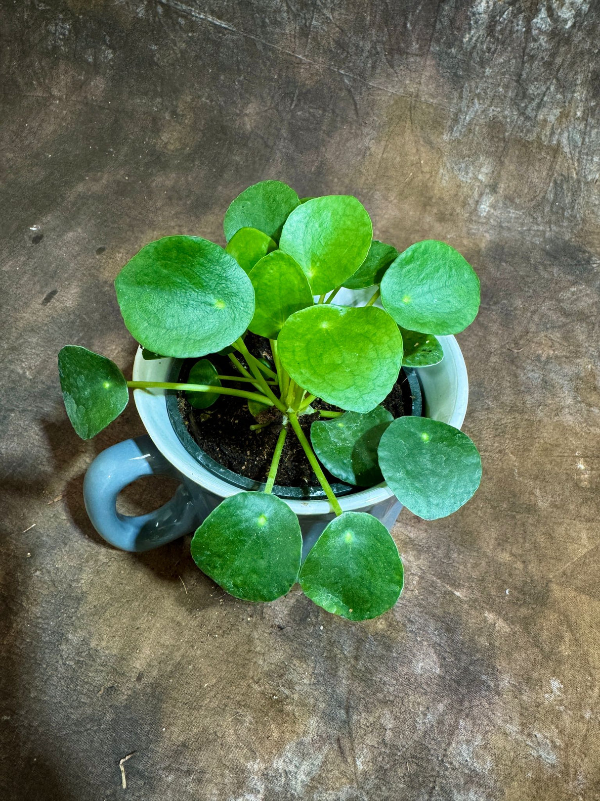 Chinese Money Plant in a 4" Grow Pot - Pilea Peperomioides - Money Plant - Low Light Indoor Houseplants - Lucky Coin Plant - Air Purifier