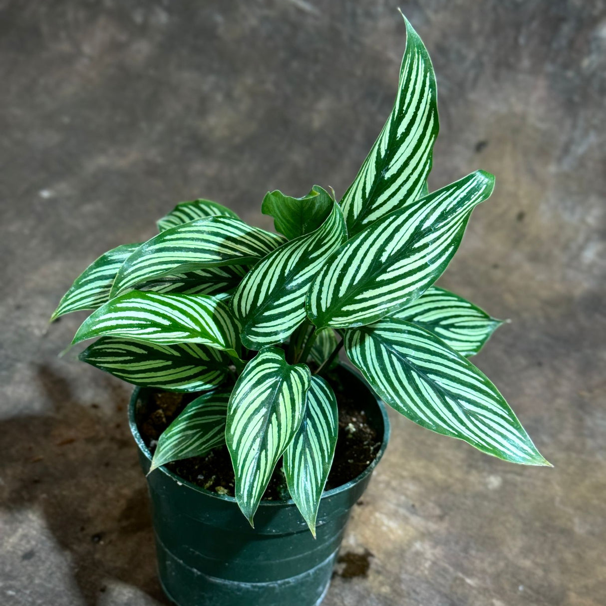 Calathea Vitatta in a 4" Grow Pot - Goeppertia Eeiltica - Fishbone Prayer Plant - Marantha Elliptical Vitatta - Low Maintenance & Air Purifying Houseplant