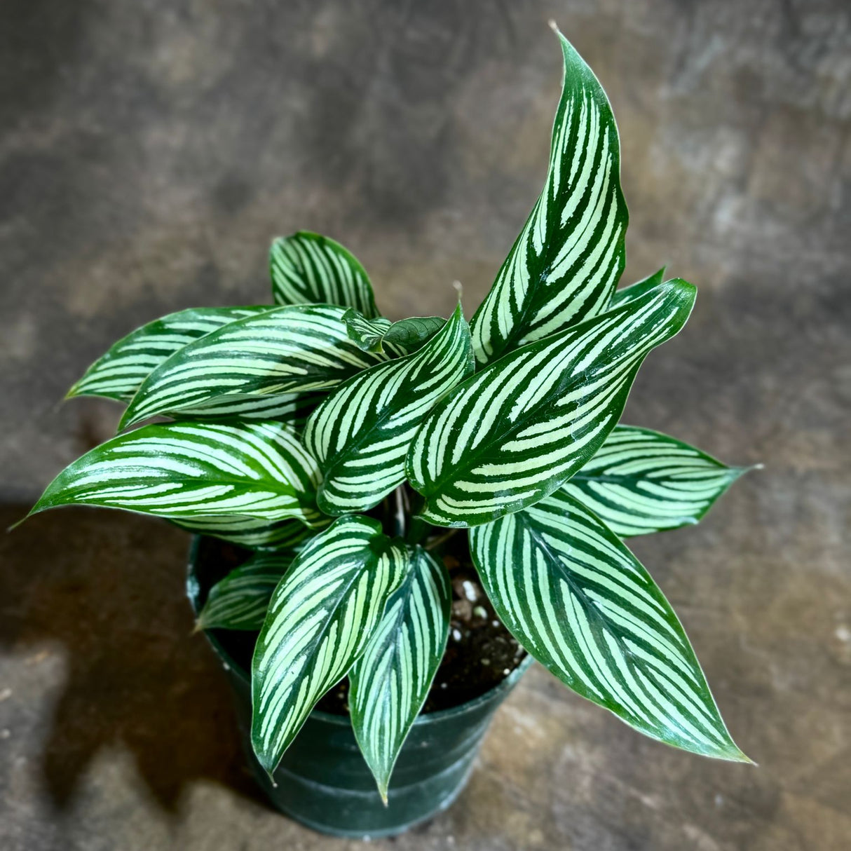 Calathea Vitatta in a 4" Grow Pot - Goeppertia Eeiltica - Fishbone Prayer Plant - Marantha Elliptical Vitatta - Low Maintenance & Air Purifying Houseplant