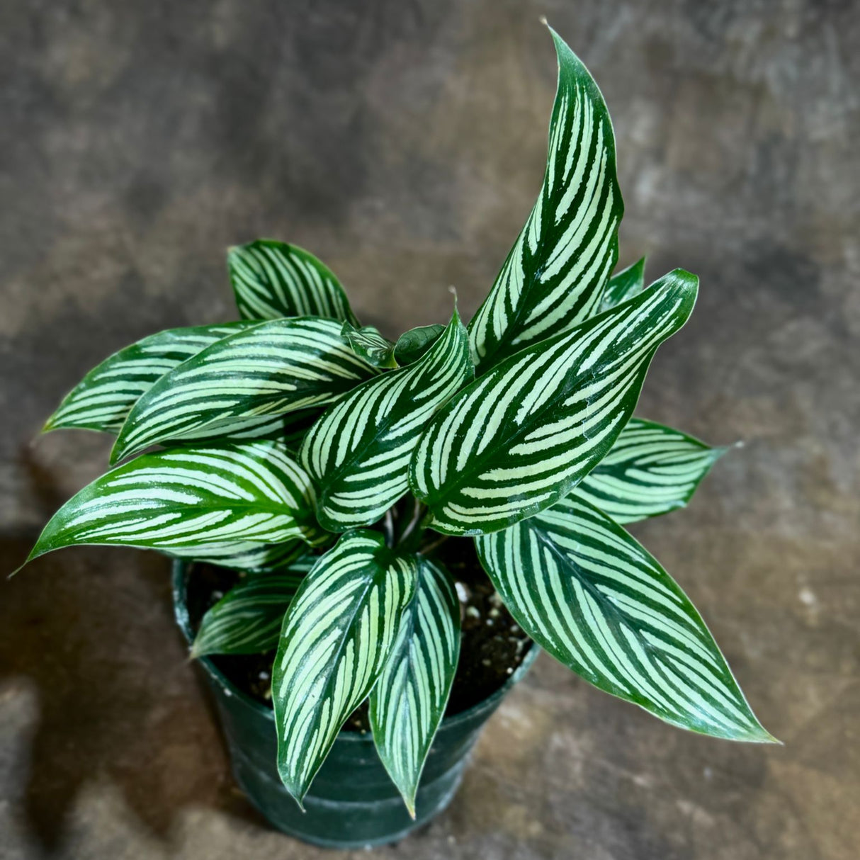 Calathea Vitatta in a 4" Grow Pot - Goeppertia Eeiltica - Fishbone Prayer Plant - Marantha Elliptical Vitatta - Low Maintenance & Air Purifying Houseplant