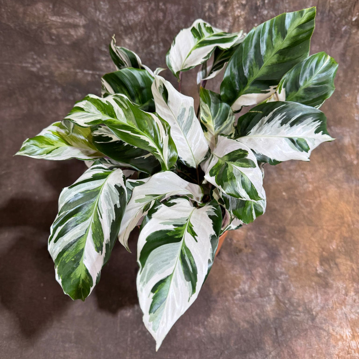 Calathea Stella in a 6" Grow Pot – Calathea White Fusion – Low Light Calathea White Fusion Plant - Easy Care Tropical Houseplant - Variegated Indoor Plant