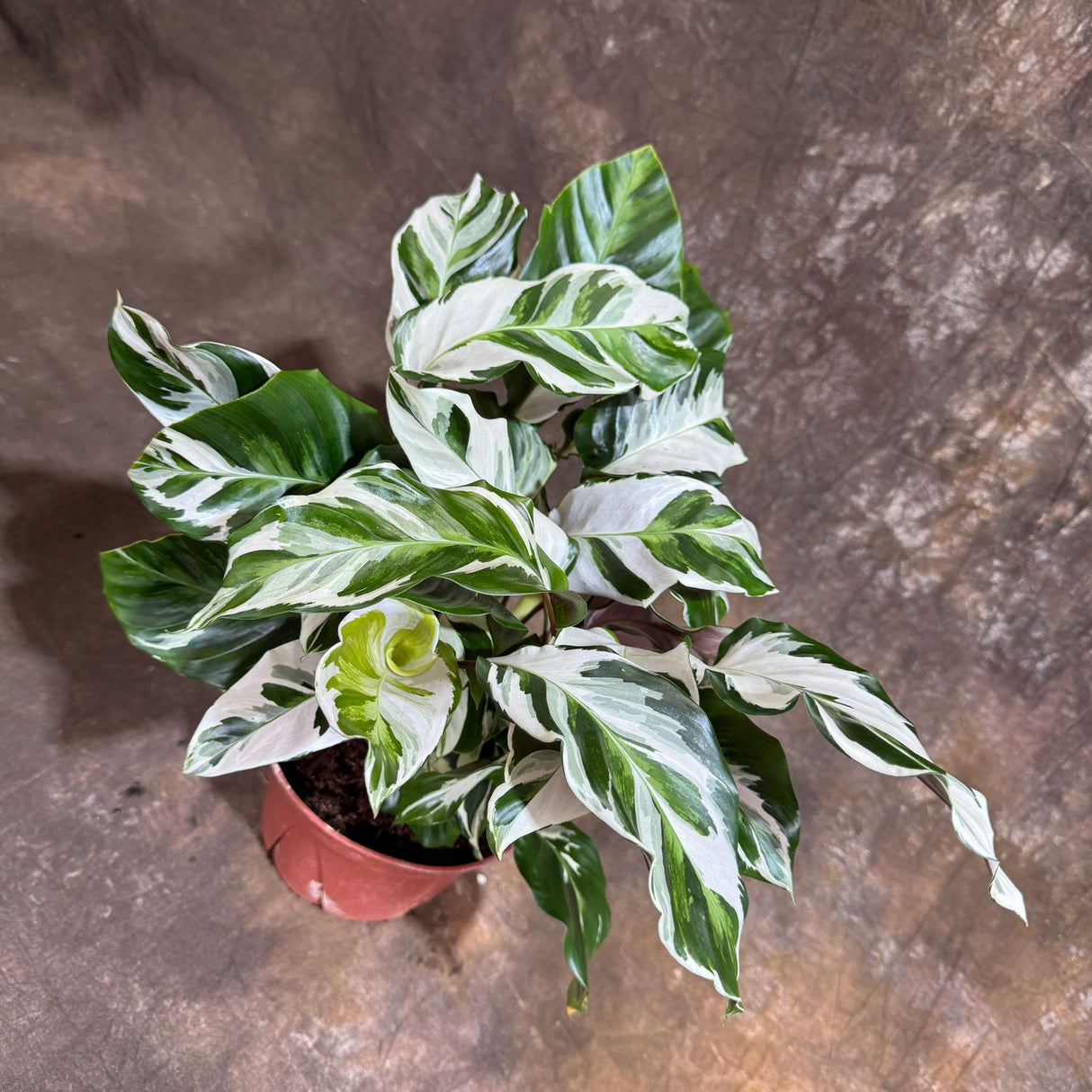 Calathea Stella in a 6" Grow Pot – Calathea White Fusion – Low Light Calathea White Fusion Plant - Easy Care Tropical Houseplant - Variegated Indoor Plant
