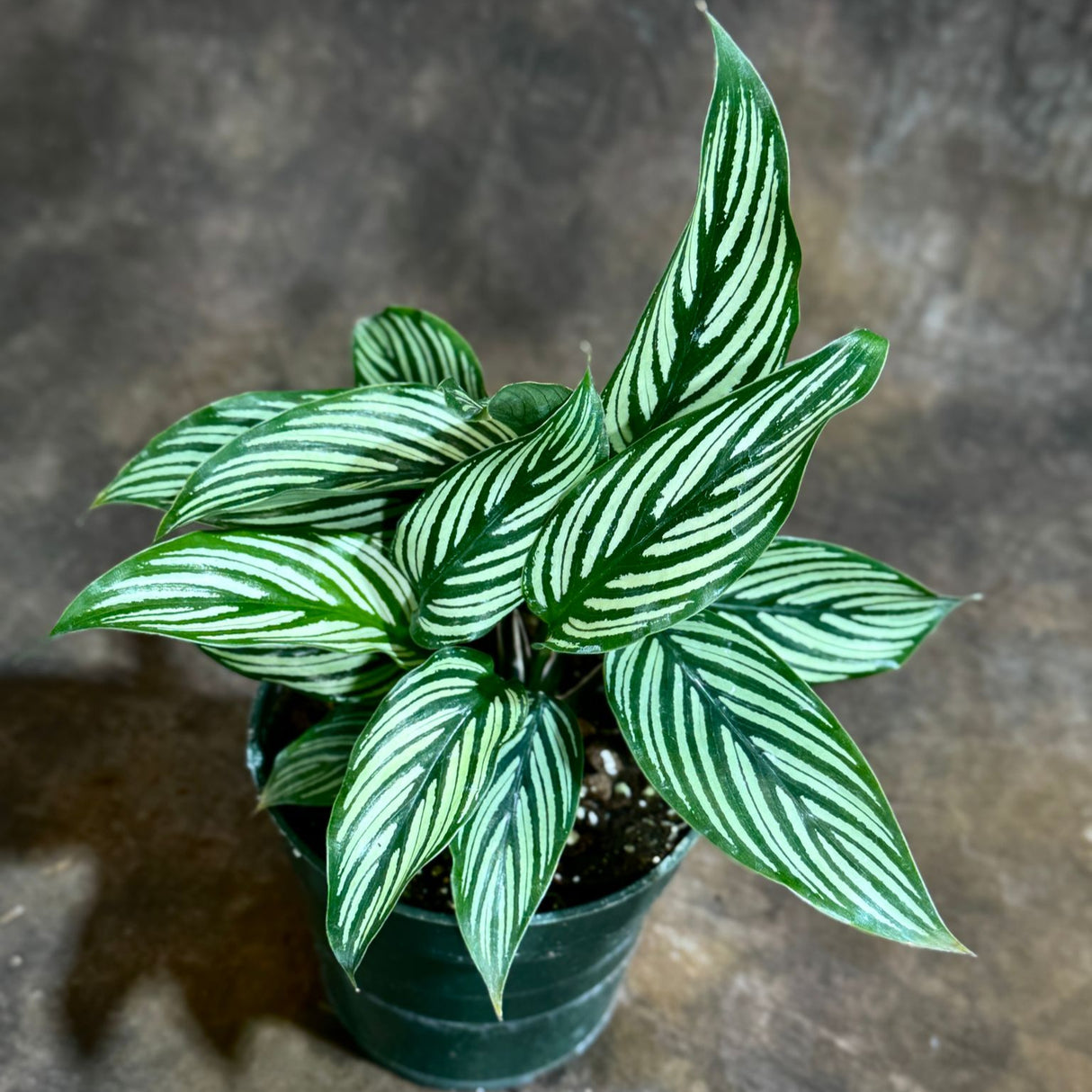 Calathea Vitatta in a 4" Grow Pot - Goeppertia Eeiltica - Fishbone Prayer Plant - Marantha Elliptical Vitatta - Low Maintenance & Air Purifying Houseplant