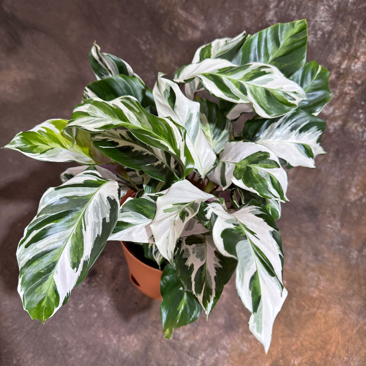 Calathea Stella in a 6" Grow Pot – Calathea White Fusion – Low Light Calathea White Fusion Plant - Easy Care Tropical Houseplant - Variegated Indoor Plant