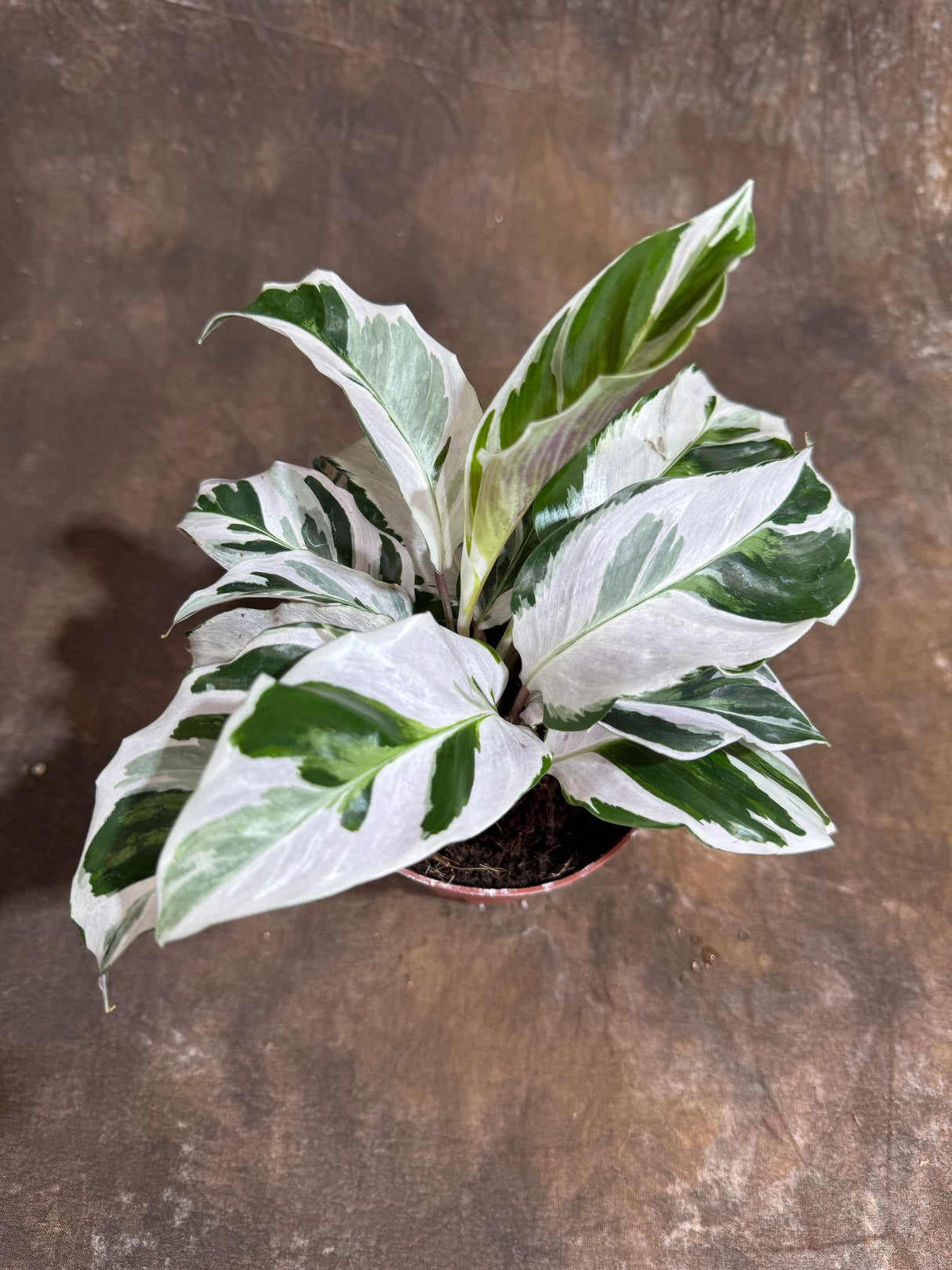 Calathea White Fusion in 4" Grow Pot – Calathea Goeppertia lietzei - Variegated Indoor Plant –Low Light Housplant– Tropical Indoor Plant with Elegant White and Green Leaves