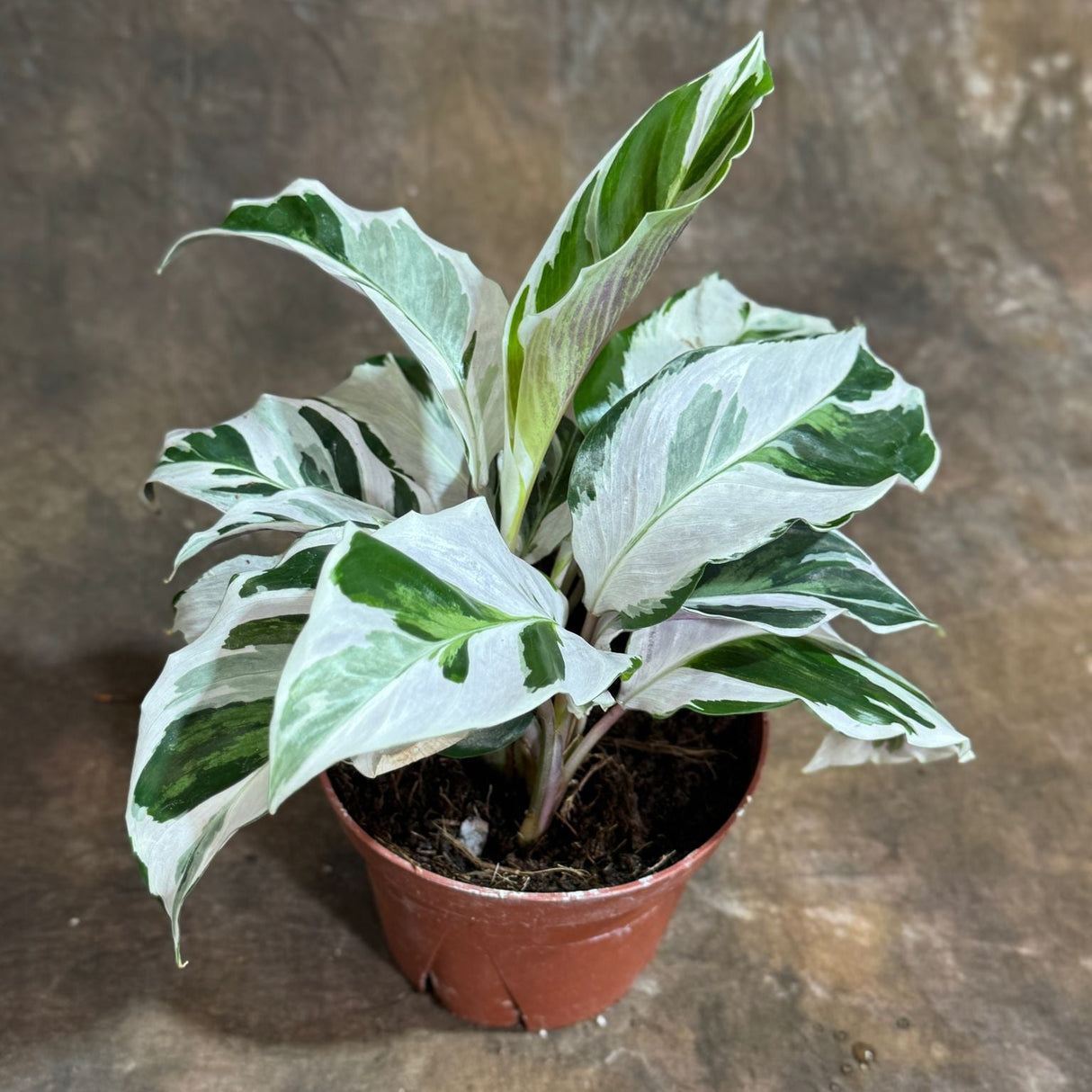 Calathea White Fusion in 4" Grow Pot – Calathea Goeppertia lietzei - Variegated Indoor Plant –Low Light Housplant– Tropical Indoor Plant with Elegant White and Green Leaves