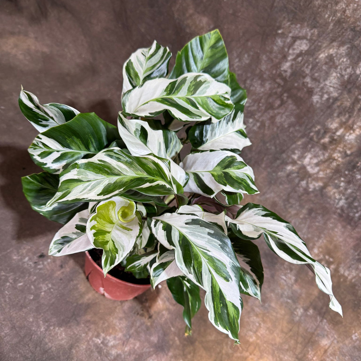 Calathea Stella in a 6" Grow Pot – Calathea White Fusion – Low Light Calathea White Fusion Plant - Easy Care Tropical Houseplant - Variegated Indoor Plant