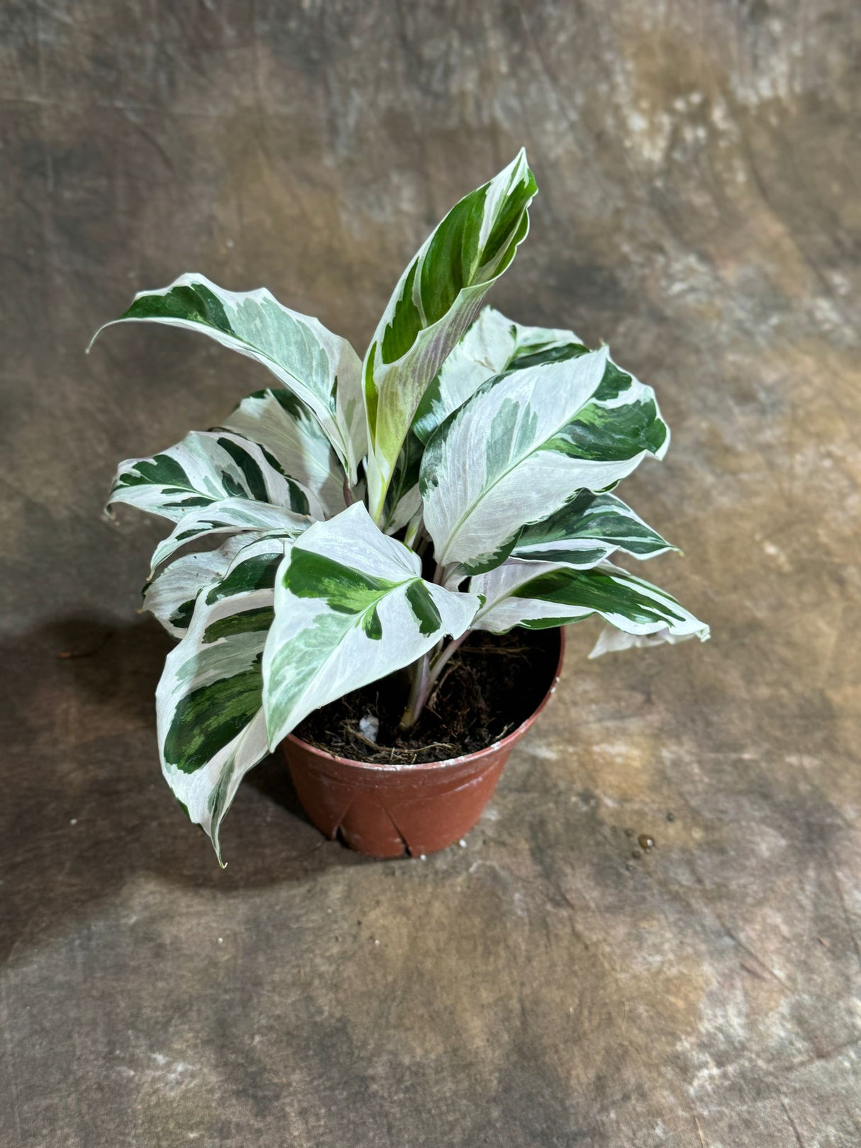 Calathea White Fusion in 4" Grow Pot – Calathea Goeppertia lietzei - Variegated Indoor Plant –Low Light Housplant– Tropical Indoor Plant with Elegant White and Green Leaves