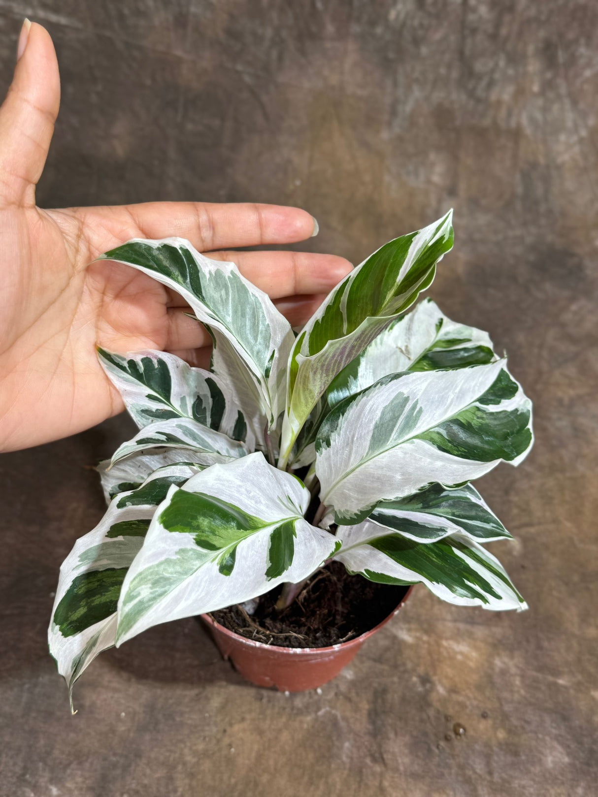 Calathea White Fusion in 4" Grow Pot – Calathea Goeppertia lietzei - Variegated Indoor Plant –Low Light Housplant– Tropical Indoor Plant with Elegant White and Green Leaves