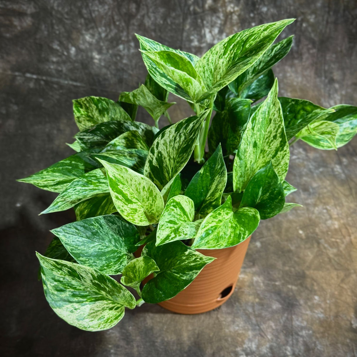 Marble Queen Pothos in 6” Nursery Pot – Epipremnum 'Snow Queen' – Variegated Indoor Vining Plant – Easy-Care Low Light Trailing Houseplant