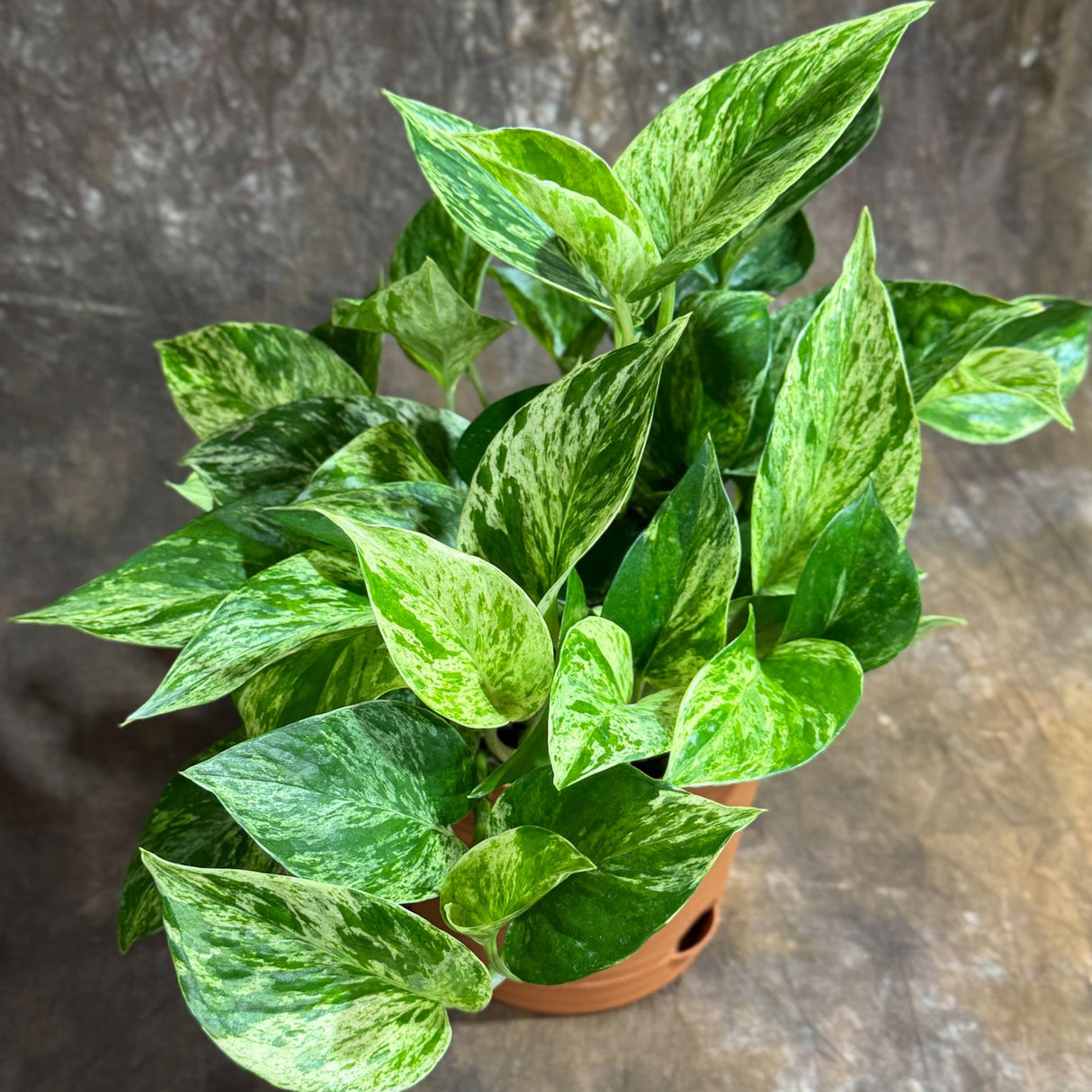 Marble Queen Pothos in 6” Nursery Pot – Epipremnum 'Snow Queen' – Variegated Indoor Vining Plant – Easy-Care Low Light Trailing Houseplant