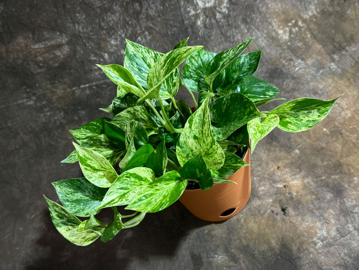 Marble Queen Pothos in 6” Nursery Pot – Epipremnum 'Snow Queen' – Variegated Indoor Vining Plant – Easy-Care Low Light Trailing Houseplant