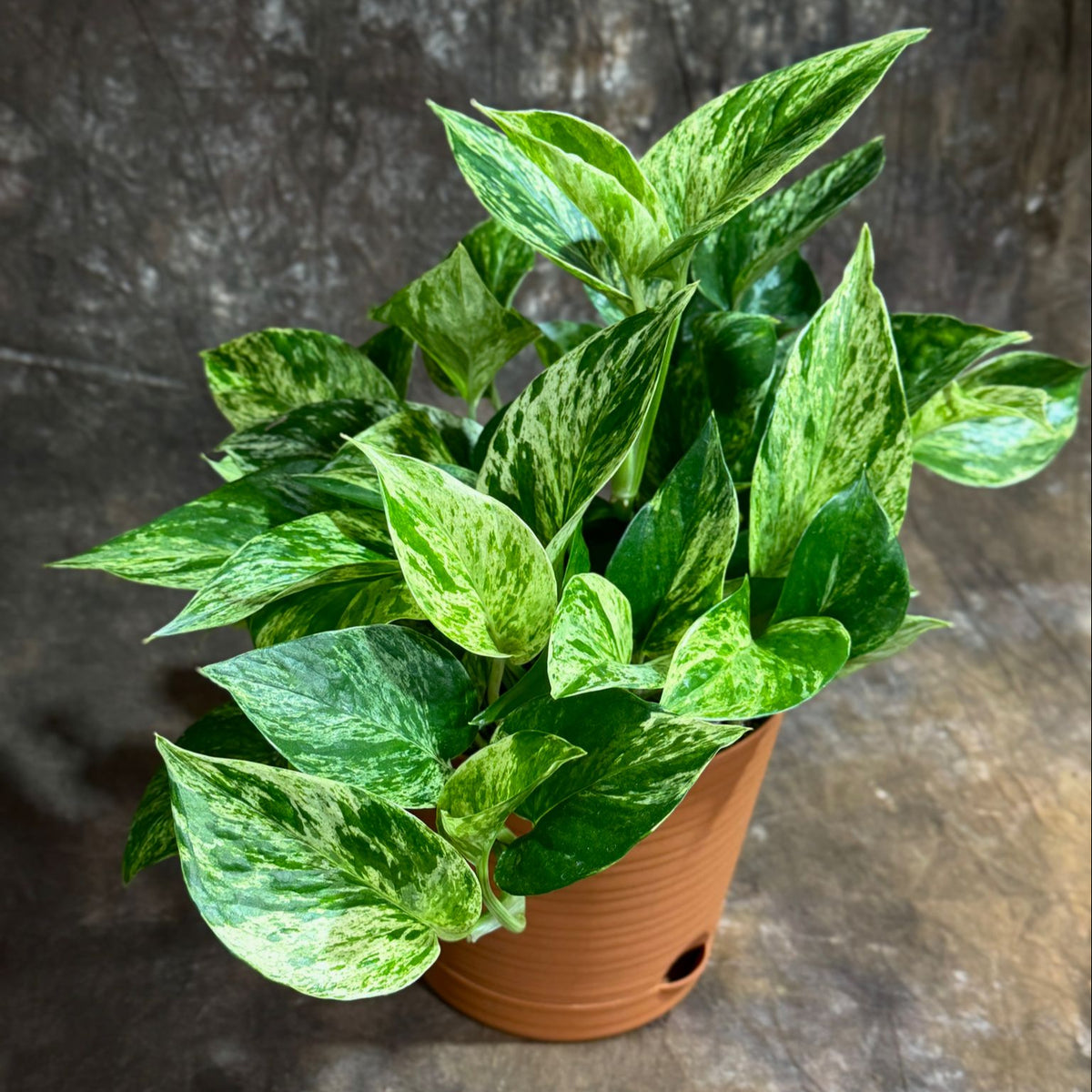 Marble Queen Pothos in 6” Nursery Pot – Epipremnum 'Snow Queen' – Vari –  PlantVers Houseplants