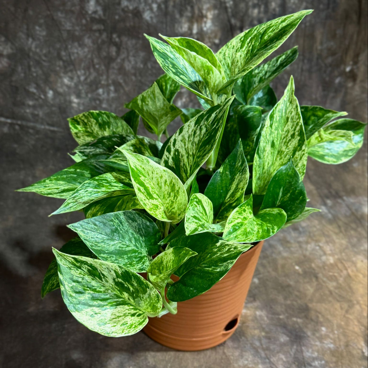 Marble Queen Pothos in 6” Nursery Pot – Epipremnum 'Snow Queen' – Variegated Indoor Vining Plant – Easy-Care Low Light Trailing Houseplant