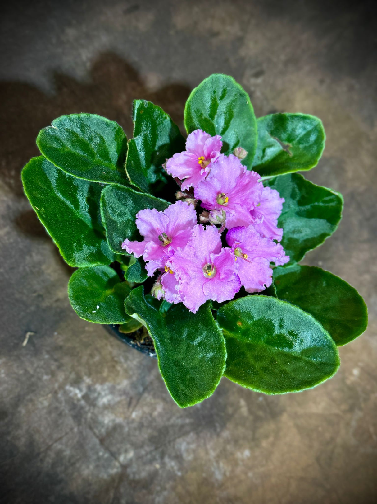 African Violet Pink in 4” Grow Pot - Saintpaulia Ionantha - Pink Indoor Blooming Flower Plant