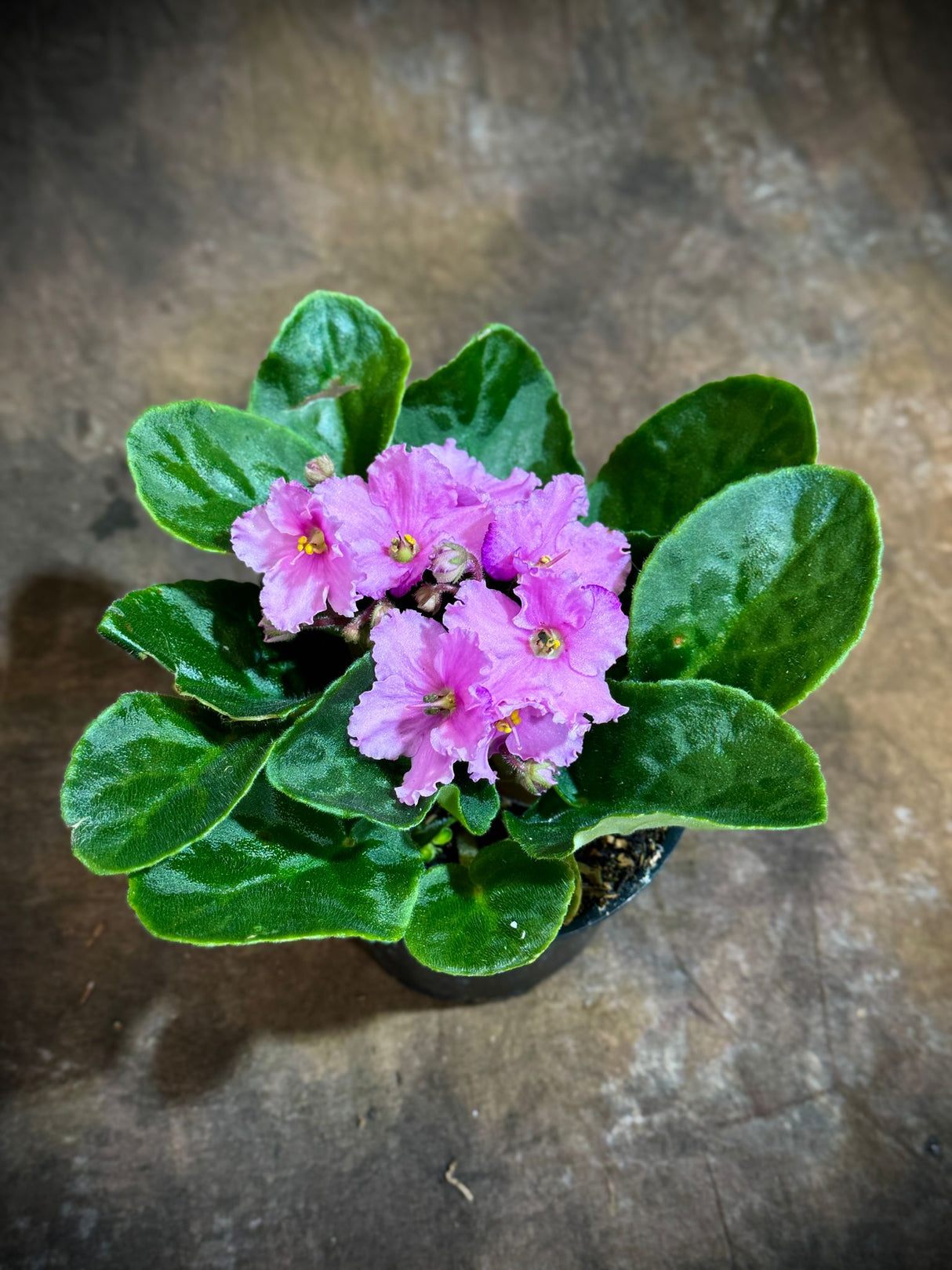 African Violet Pink in 4” Grow Pot - Saintpaulia Ionantha - Pink Indoor Blooming Flower Plant