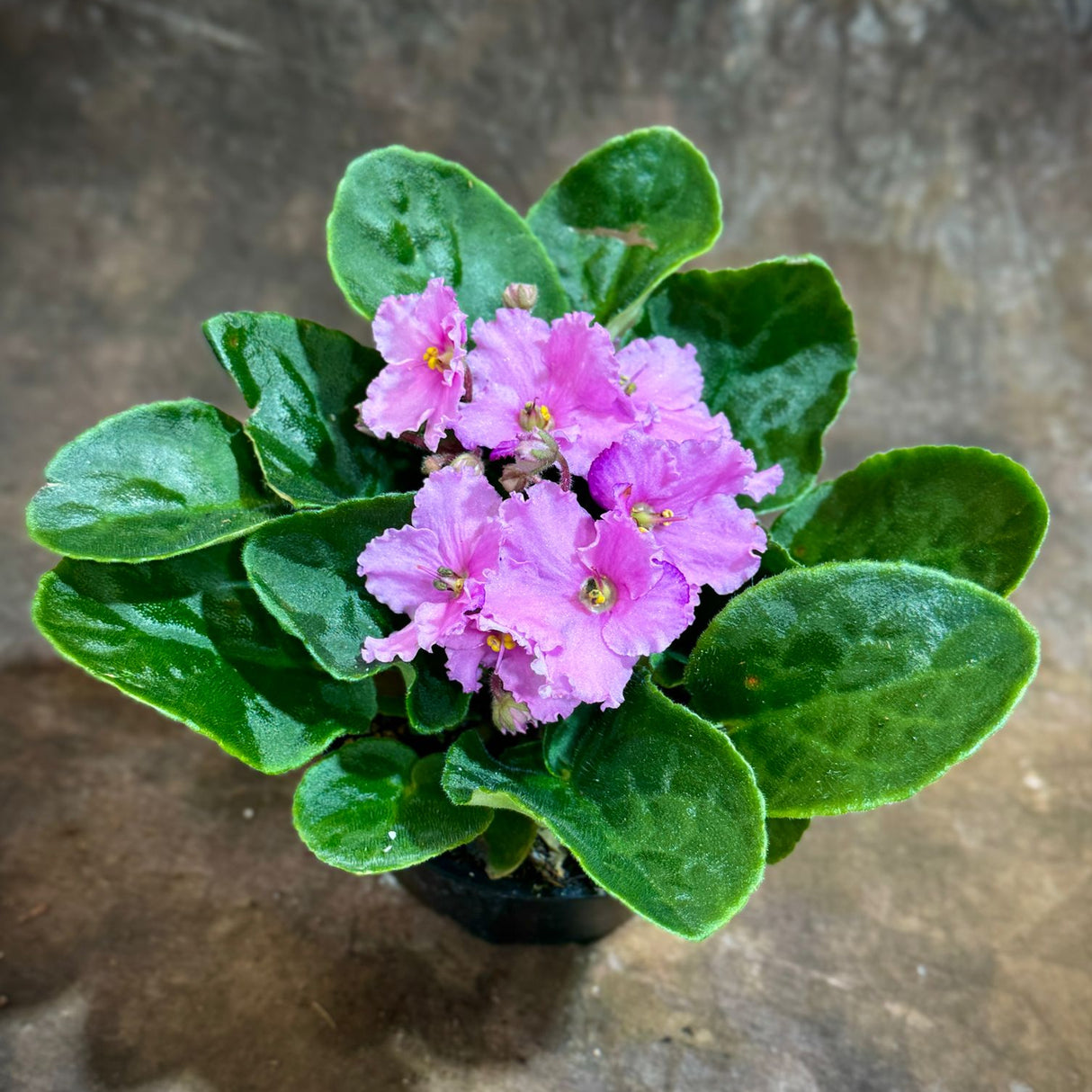 African Violet Pink in 4” Grow Pot - Saintpaulia Ionantha - Pink Indoor Blooming Flower Plant