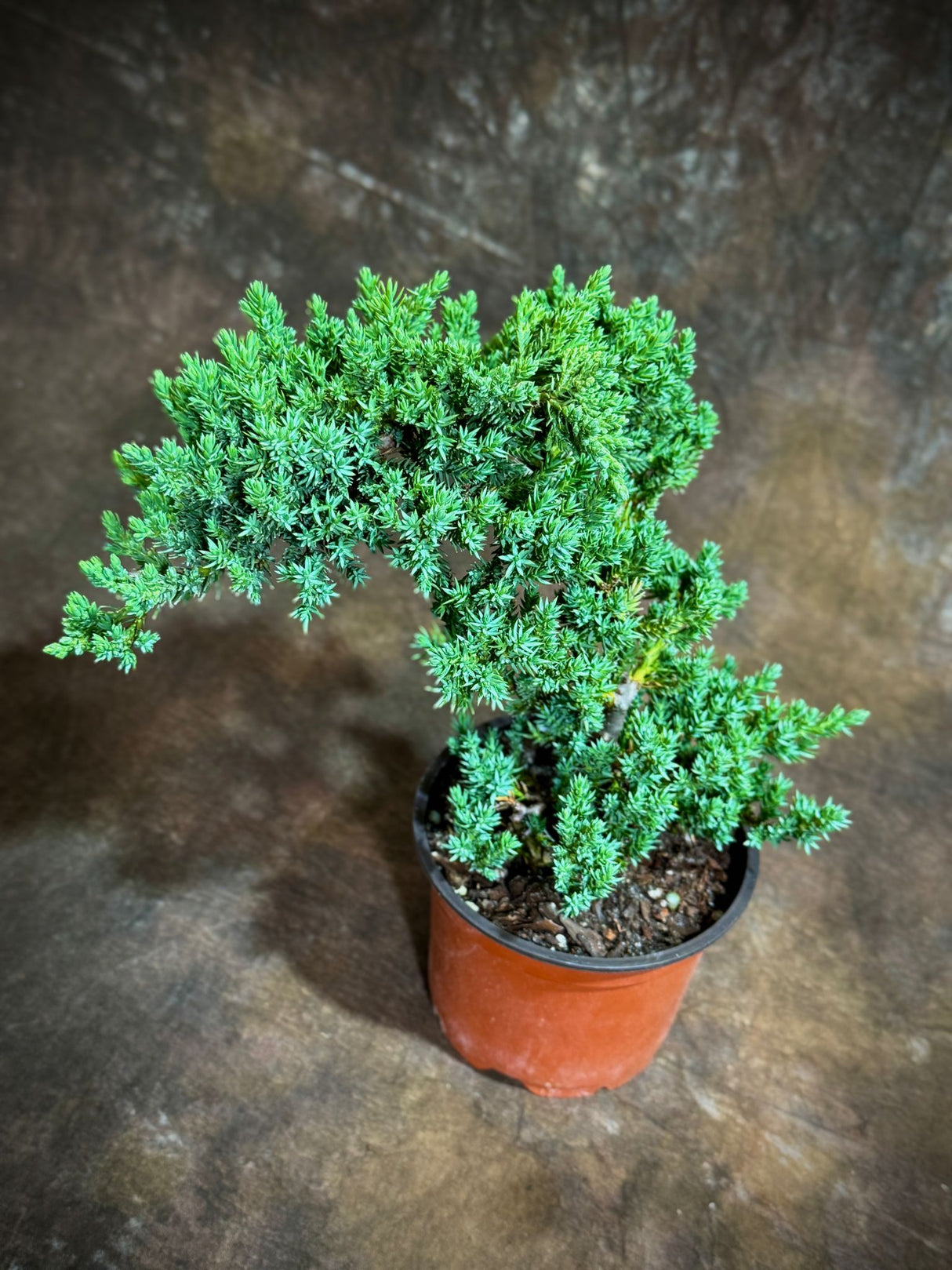 Juniper Procumbens Live Bonsai Tree 4” Grow Pot- Small Bonsai Plant - Plant Lover Gift- Indoor Outdoors Lucky Unique Housewarming Gift Plant