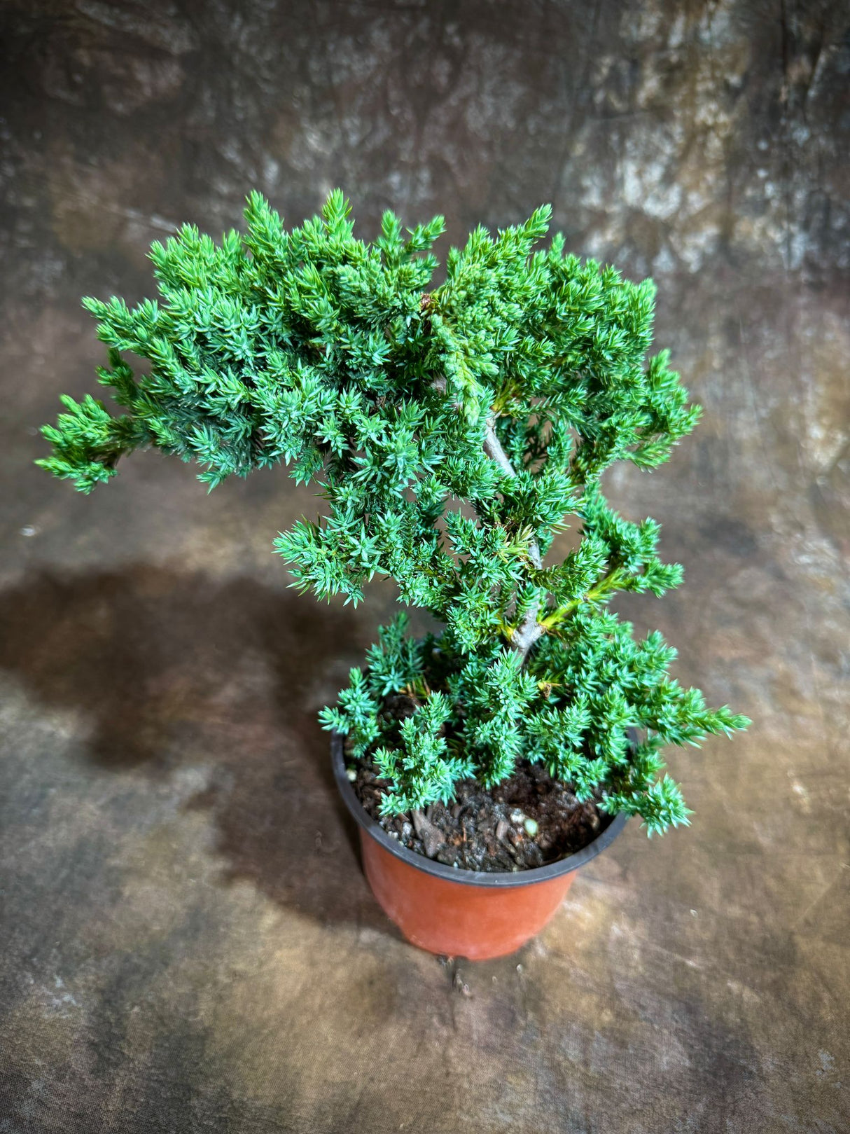 Juniper Procumbens Live Bonsai Tree 4” Grow Pot- Small Bonsai Plant - Plant Lover Gift- Indoor Outdoors Lucky Unique Housewarming Gift Plant
