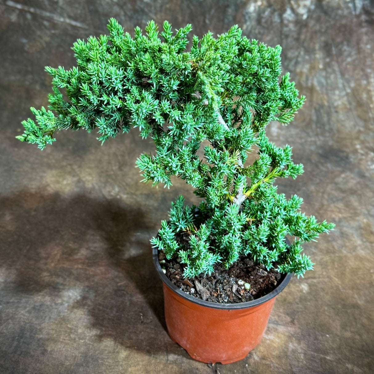 Juniper Procumbens Live Bonsai Tree 4” Grow Pot- Small Bonsai Plant - Plant Lover Gift- Indoor Outdoors Lucky Unique Housewarming Gift Plant