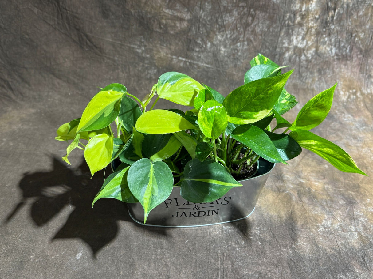 Set of 2 Live Indoor Plants – Brazil Philodendron & Golden Pothos in 4-Inch Pots – Decorative Metal Tray Included – Easy Care Houseplants for Home or Office Décor