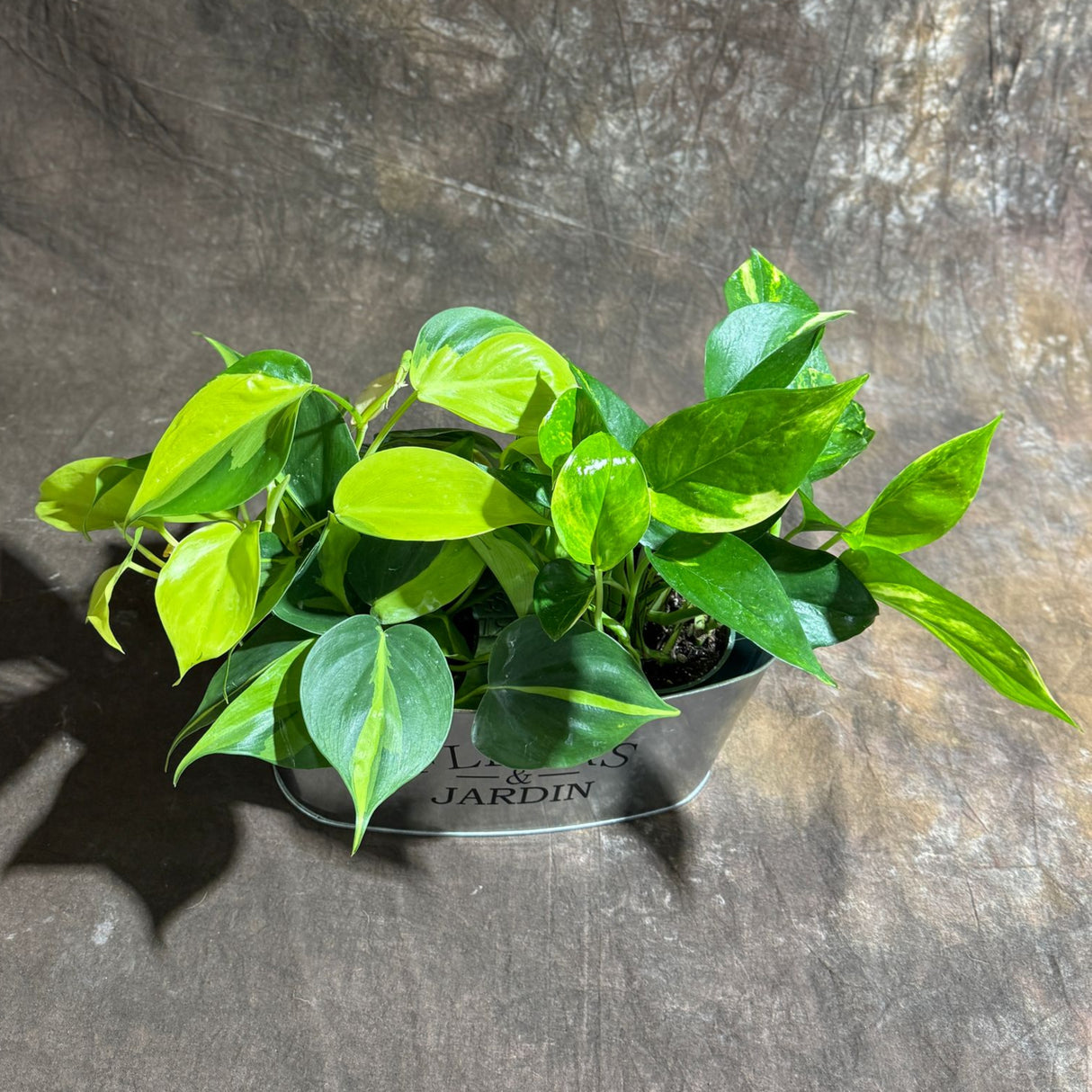 Set of 2 Live Indoor Plants – Brazil Philodendron & Golden Pothos in 4-Inch Pots – Decorative Metal Tray Included – Easy Care Houseplants for Home or Office Décor