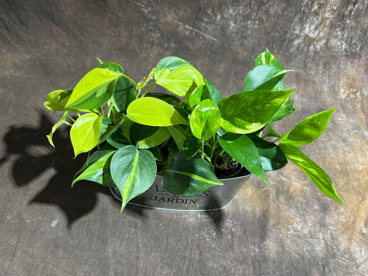 Set of 2 Live Indoor Plants – Brazil Philodendron & Golden Pothos in 4-Inch Pots – Decorative Metal Tray Included – Easy Care Houseplants for Home or Office Décor