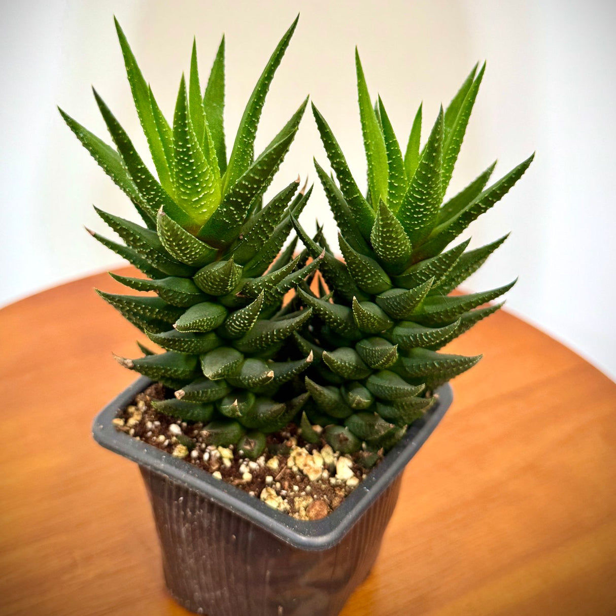 Haworthia Attenuata in a 3" Grow Pot – Fasciata Zebra Plant – Live Succulent Cactus – Mini Indoor Cacti – Haworthia Fasciata Succulent