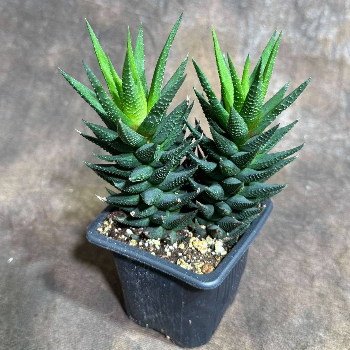 Haworthia Attenuata in a 3" Grow Pot – Fasciata Zebra Plant – Live Succulent Cactus – Mini Indoor Cacti – Haworthia Fasciata Succulent
