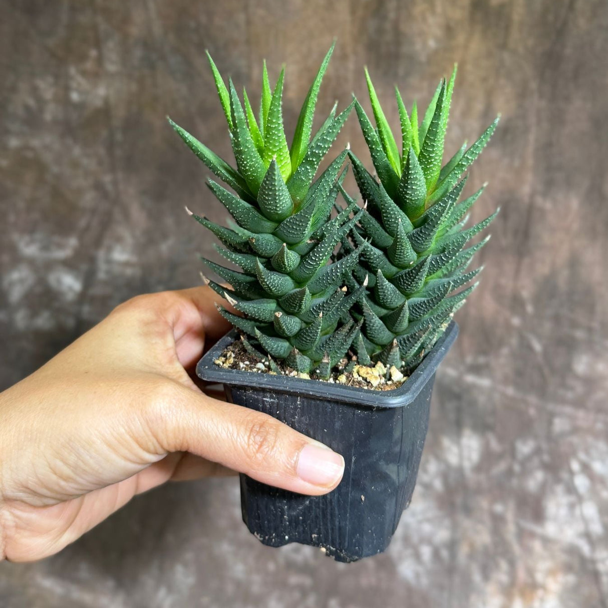 Haworthia Attenuata in a 3" Grow Pot – Fasciata Zebra Plant – Live Succulent Cactus – Mini Indoor Cacti – Haworthia Fasciata Succulent