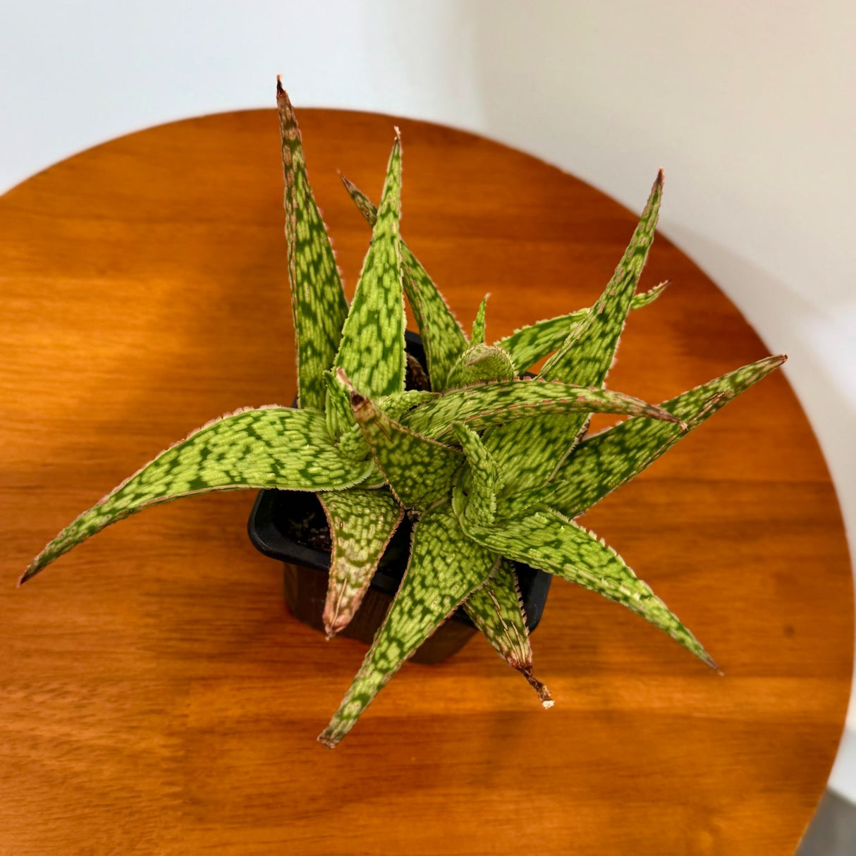 Pink Blush Fox Aloe in a 3" Grow Pot – Rare Blush Aloe CV – Low Maintenance Indoor Succulent - Live Indoor Succulent Plant with Pink-Tinted Leaves