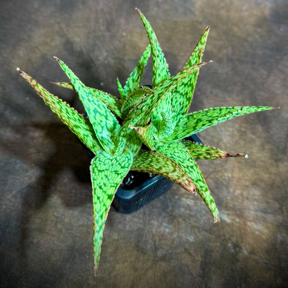 Pink Blush Fox Aloe in a 3" Grow Pot – Rare Blush Aloe CV – Low Maintenance Indoor Succulent - Live Indoor Succulent Plant with Pink-Tinted Leaves