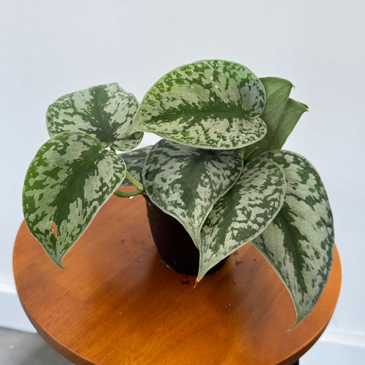 Scindapsus Silver Exotica in a 4" Grow Pot - Silver Satin Pothos Plant – Scindapsus Pictus Exotica Argyraeus