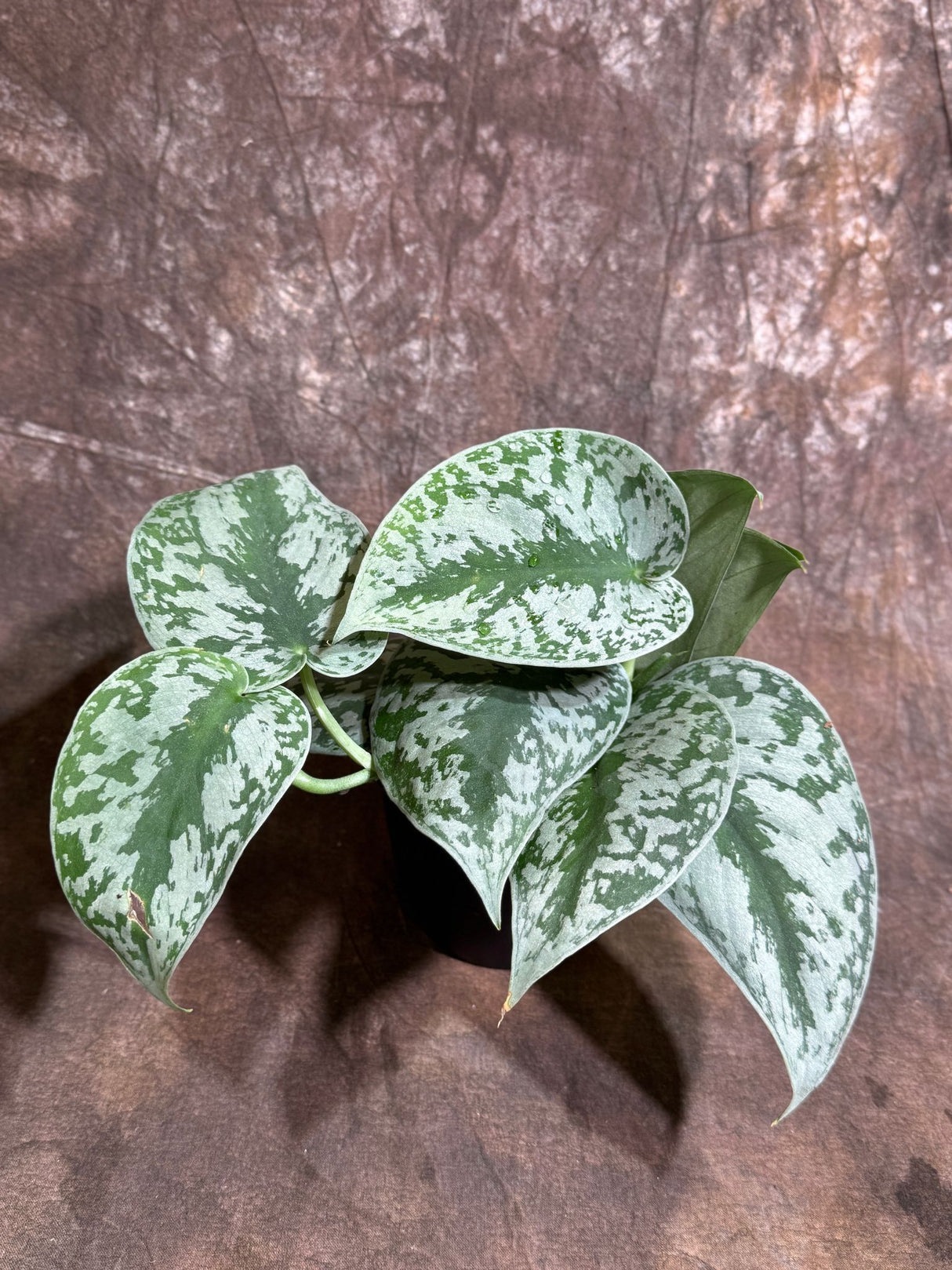 Scindapsus Silver Exotica in a 4" Grow Pot - Silver Satin Pothos Plant – Scindapsus Pictus Exotica Argyraeus