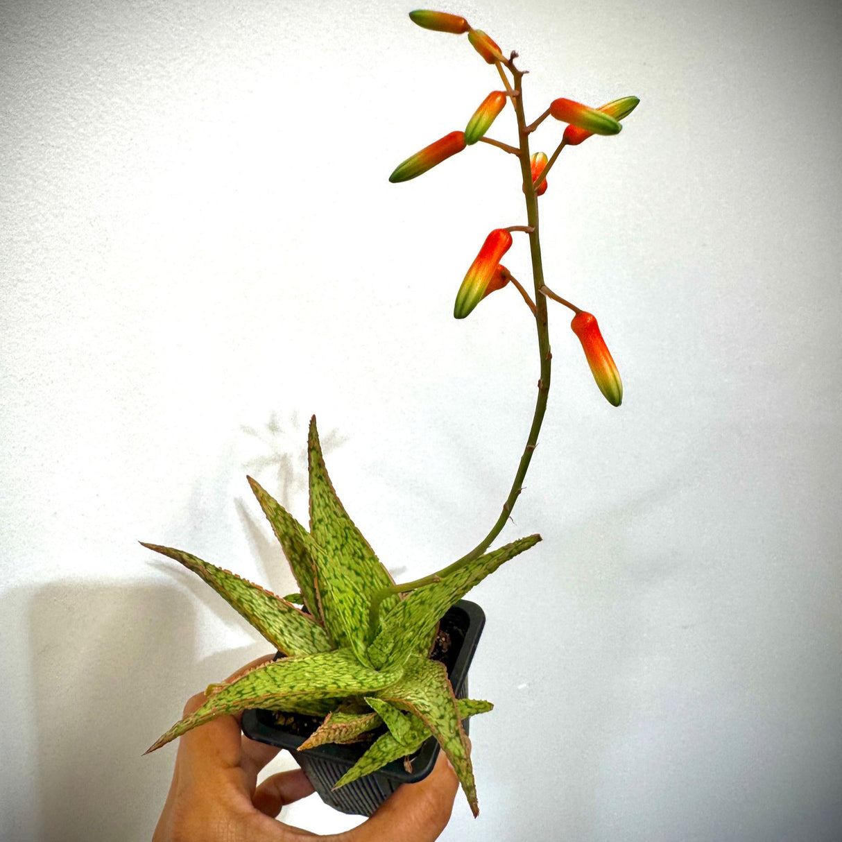 Pink Blush Fox Aloe in a 3" Grow Pot – Rare Blush Aloe CV – Low Maintenance Indoor Succulent - Live Indoor Succulent Plant with Pink-Tinted Leaves