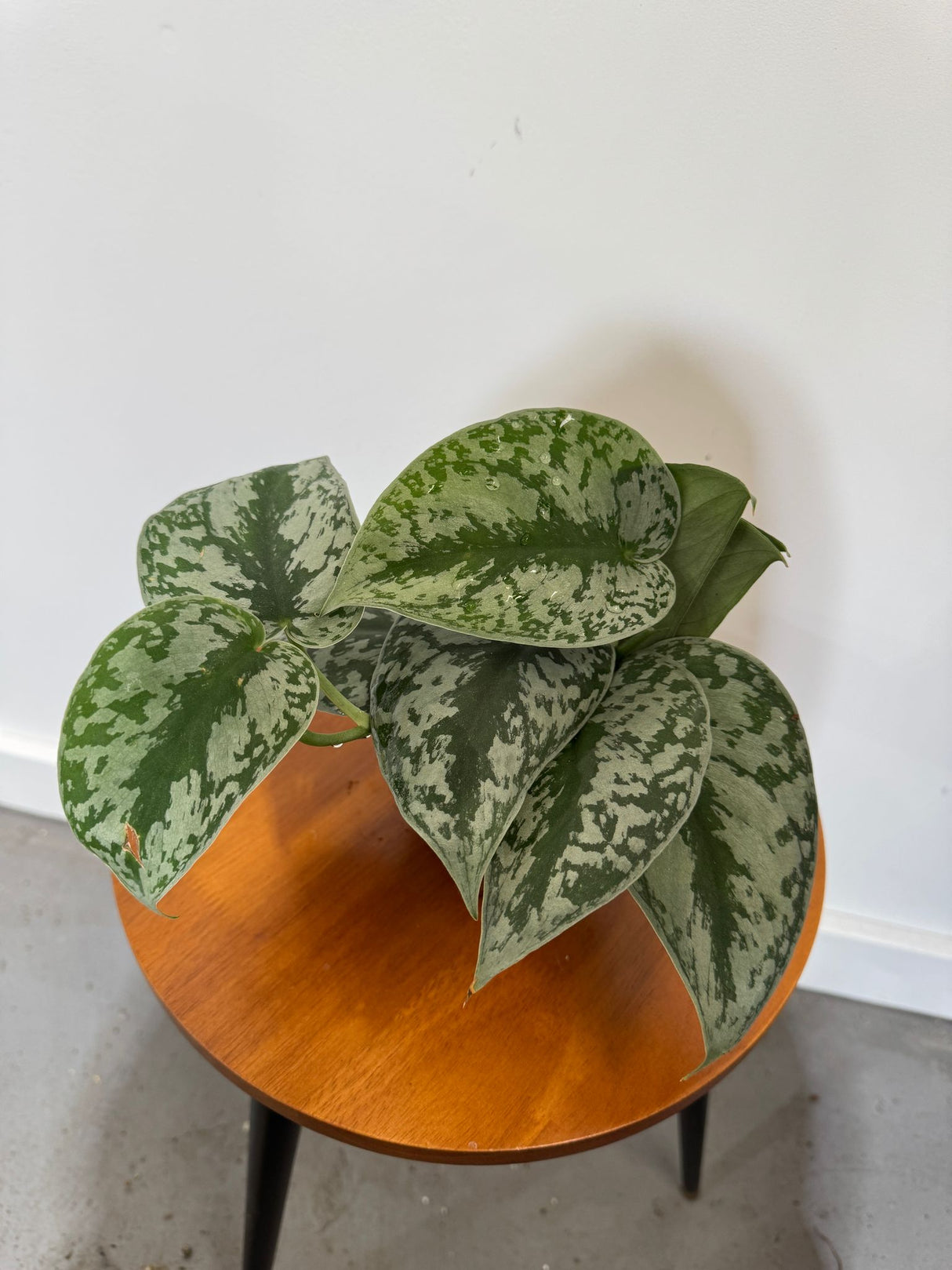 Scindapsus Silver Exotica in a 4" Grow Pot - Silver Satin Pothos Plant – Scindapsus Pictus Exotica Argyraeus