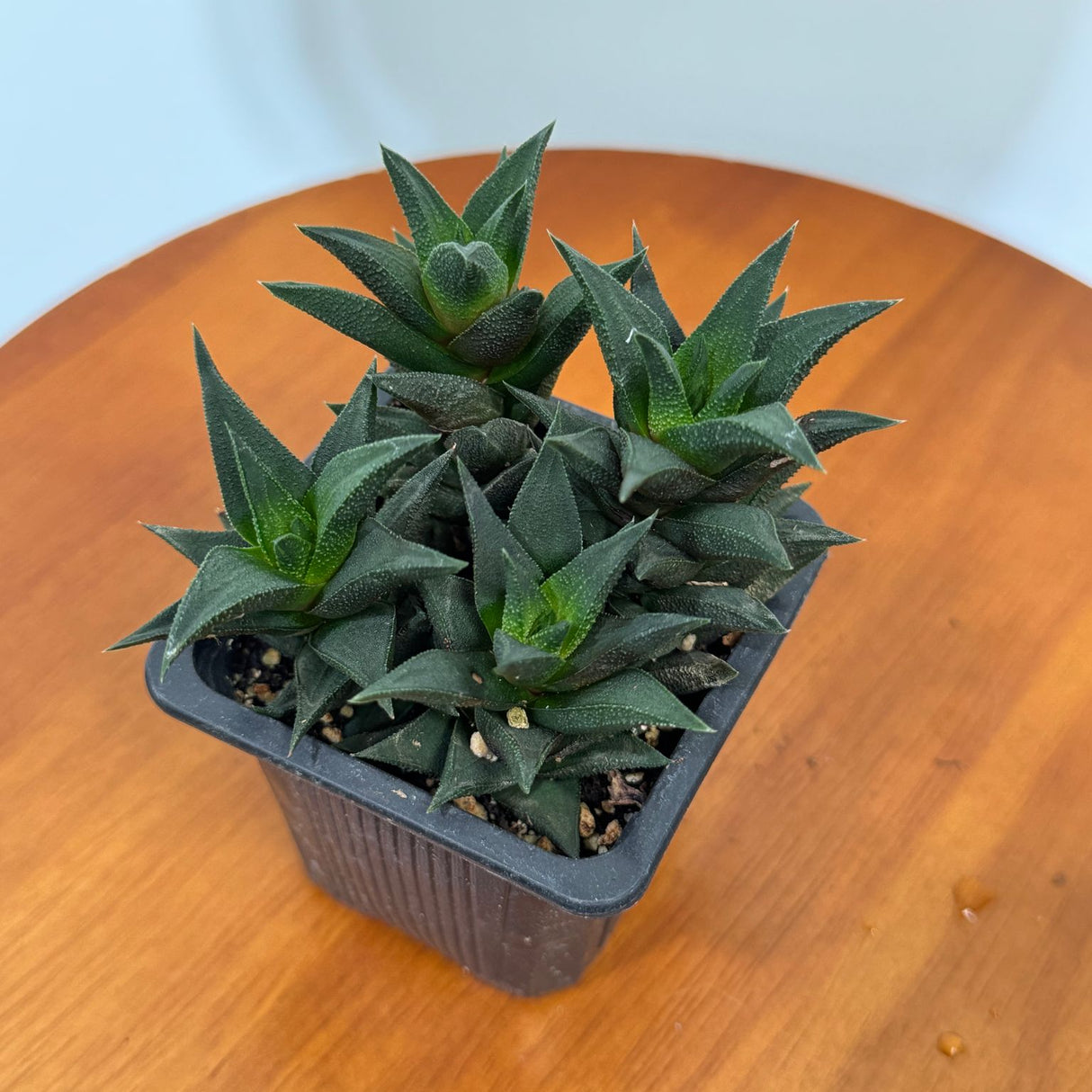 Haworthia Tortuosa in 3" Grow Pot – Live Succulent Cactus Plant | Mini Indoor Succulent