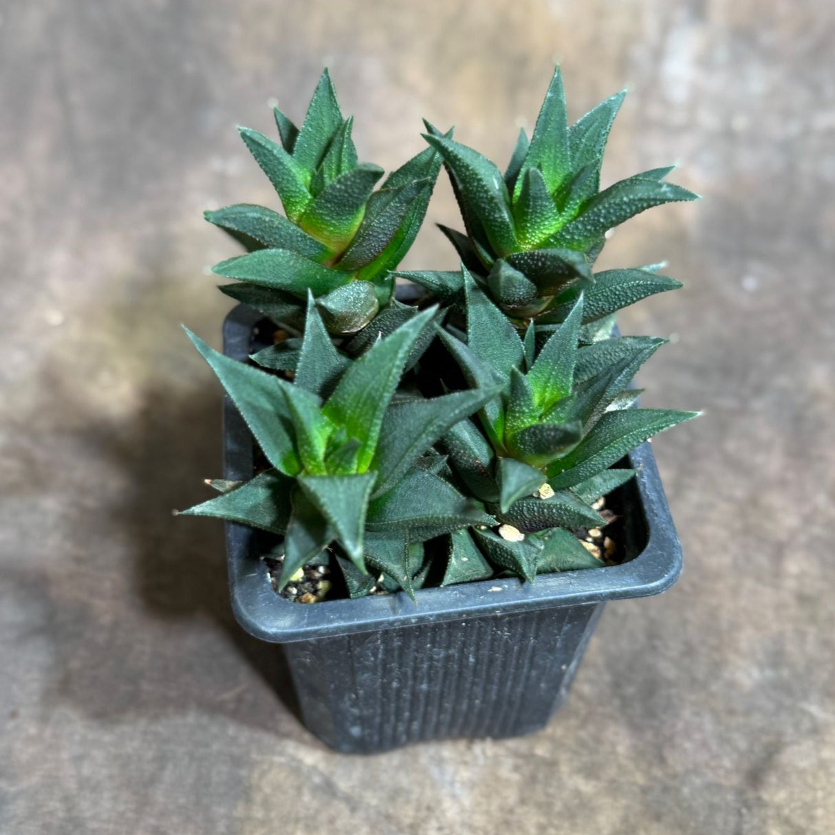 Haworthia Tortuosa in 3" Grow Pot – Live Succulent Cactus Plant | Mini Indoor Succulent