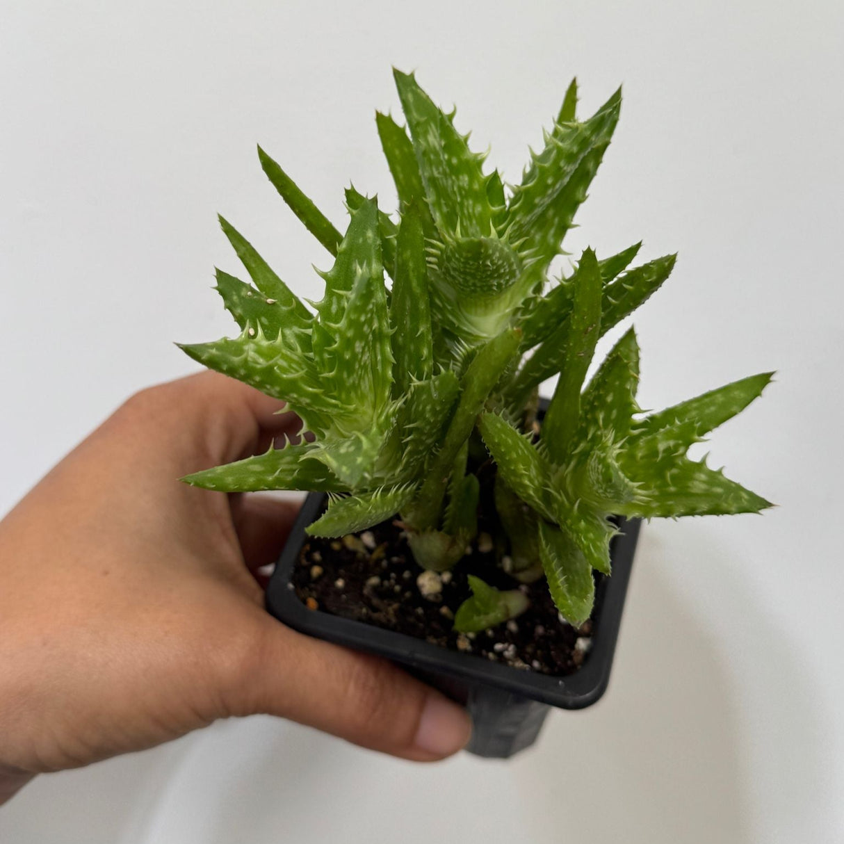 Aloe Juvenna in a 3" Grow Pot – Tiger Tooth Aloe – Live Unique Tooth Aloe with Spiky Green Leaves