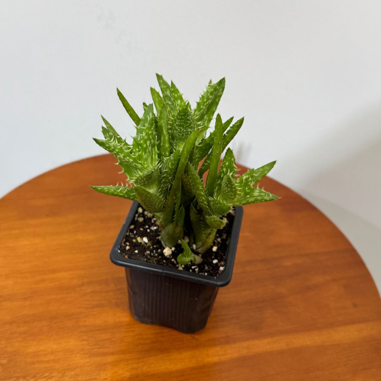Aloe Juvenna in a 3" Grow Pot – Tiger Tooth Aloe – Live Unique Tooth Aloe with Spiky Green Leaves