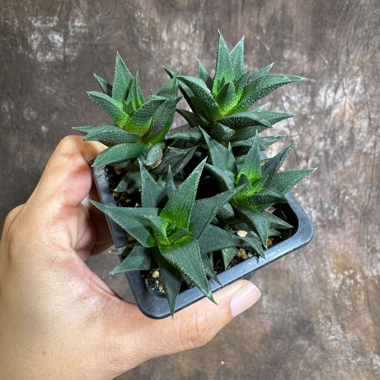 Haworthia Tortuosa in 3" Grow Pot – Live Succulent Cactus Plant | Mini Indoor Succulent