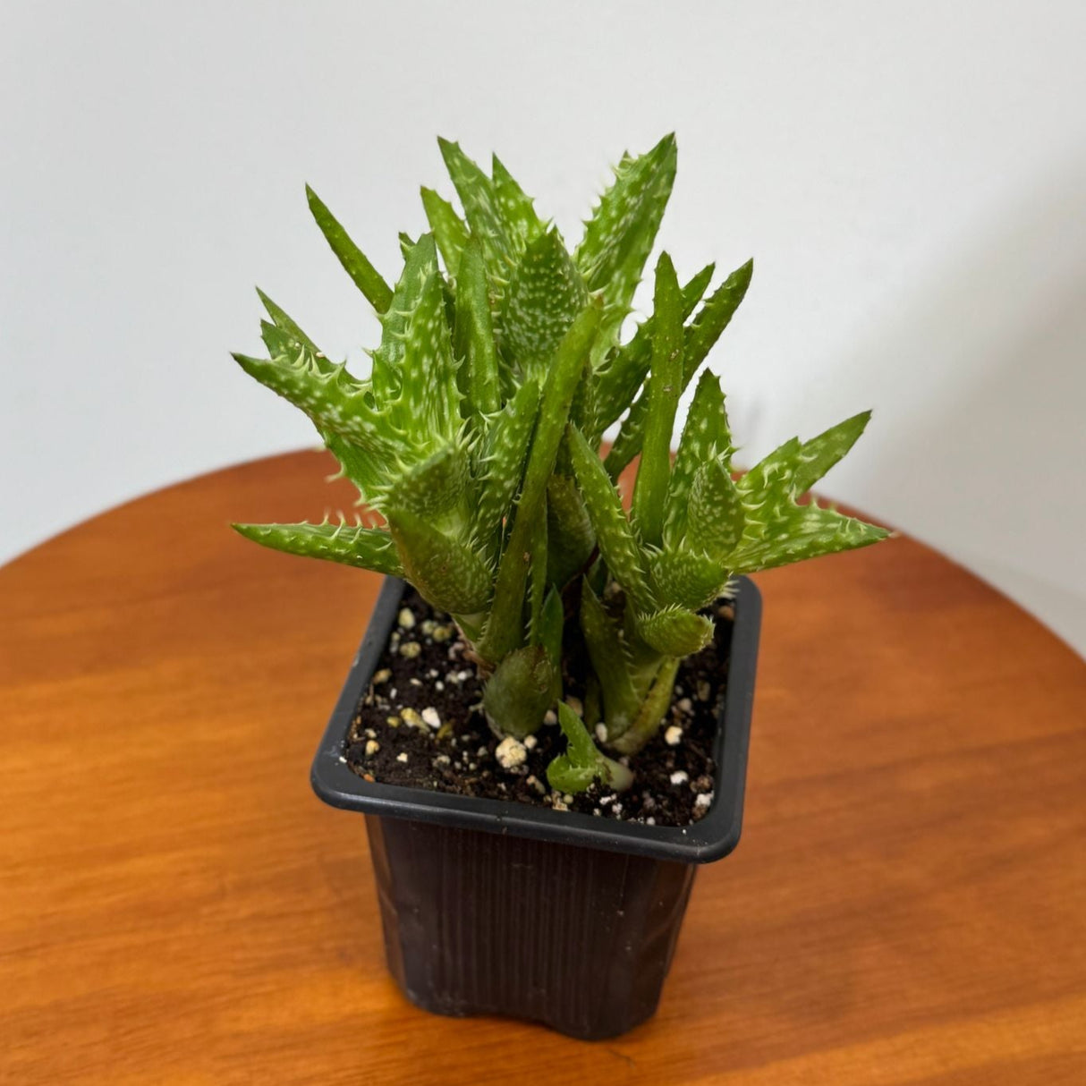 Aloe Juvenna in a 3" Grow Pot – Tiger Tooth Aloe – Live Unique Tooth Aloe with Spiky Green Leaves