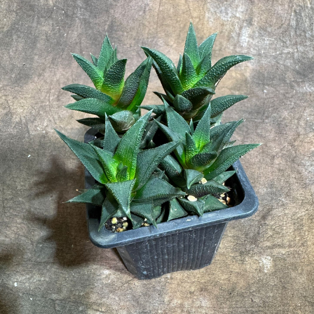 Haworthia Tortuosa in 3" Grow Pot – Live Succulent Cactus Plant | Mini Indoor Succulent